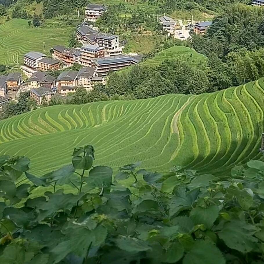 🍀☘️🌿迎风