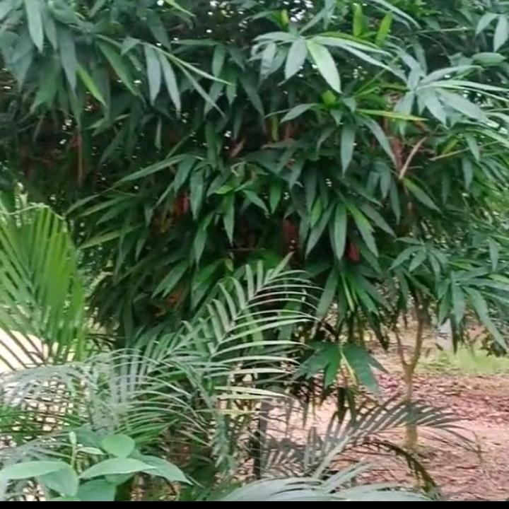人生入梦