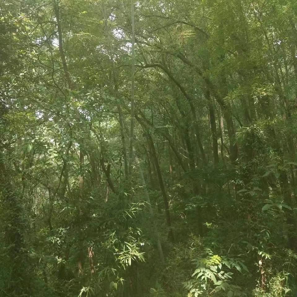 顶峰再见