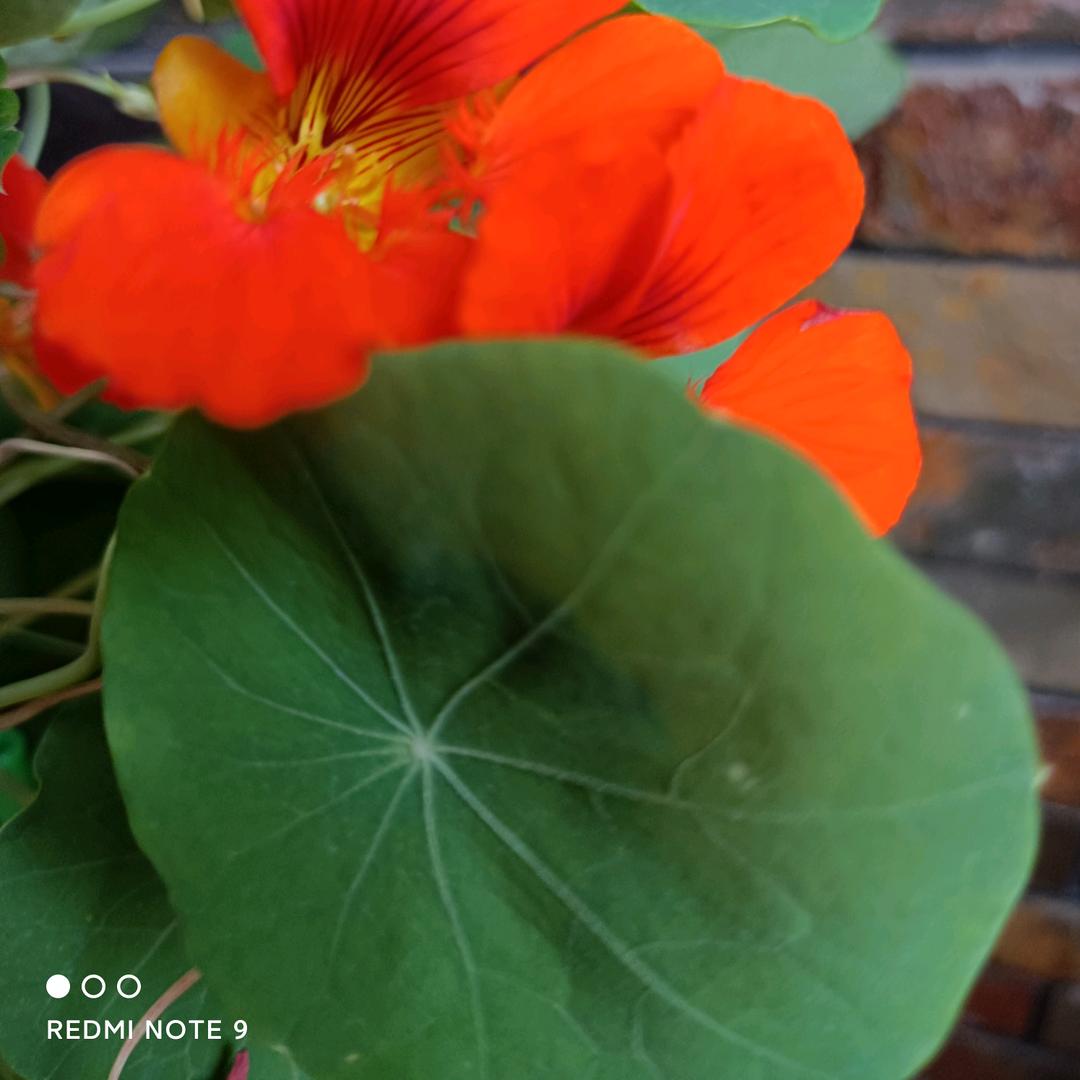 莲花😃