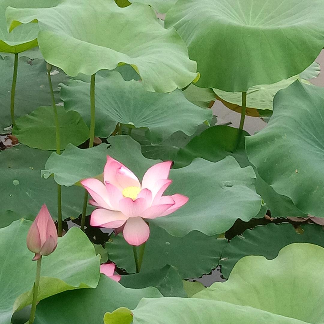 田野的风