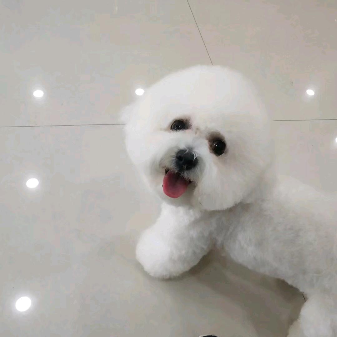 雪宝(启桢）