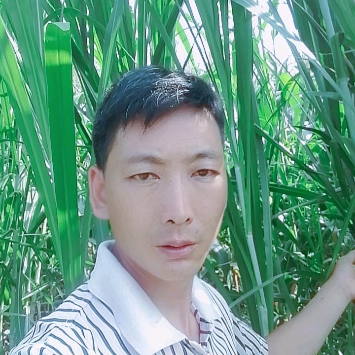 小哥牧草