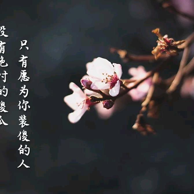 糖豆先生