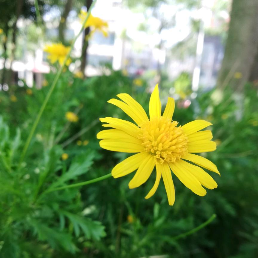 菊花