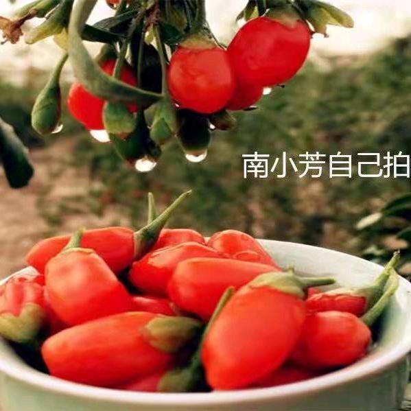 小芳枸杞，自产自销