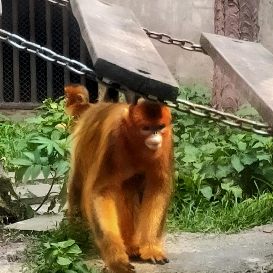 双双