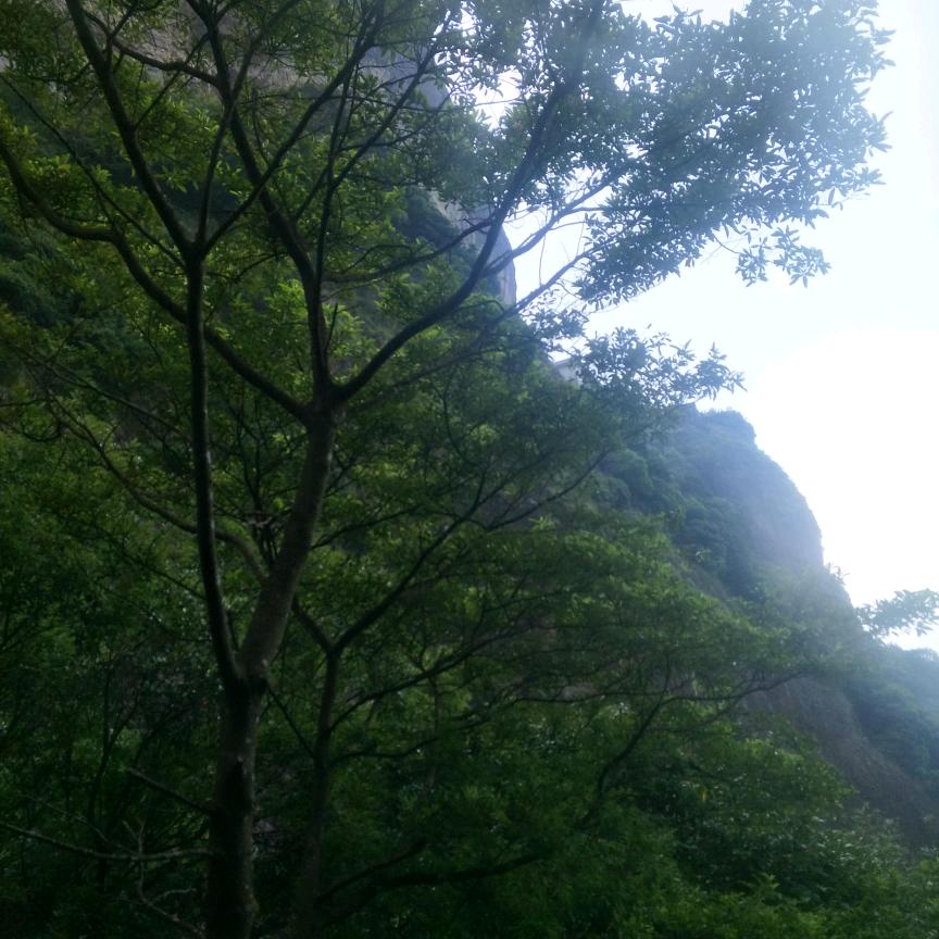 隐照