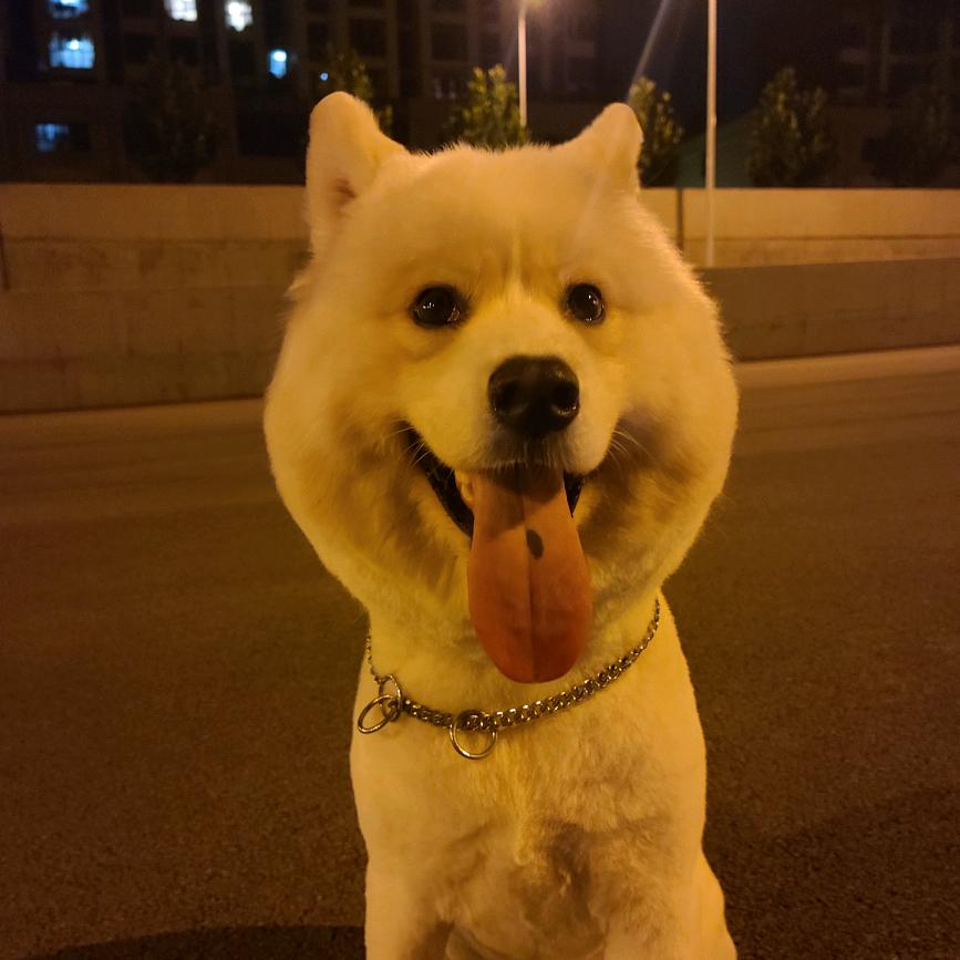 幸运宠物