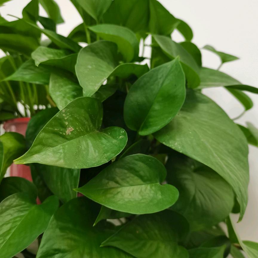 南京家庭漏水检测精准定位维修