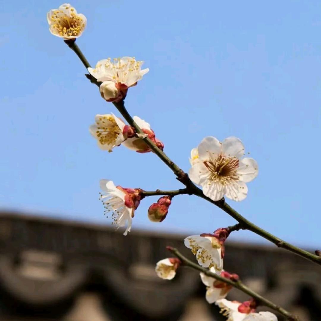 小马