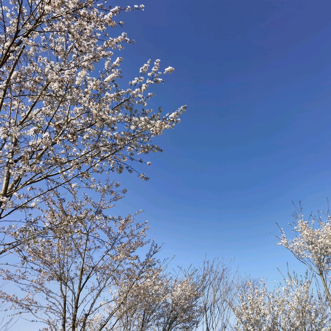 前一个名字太长所以不c