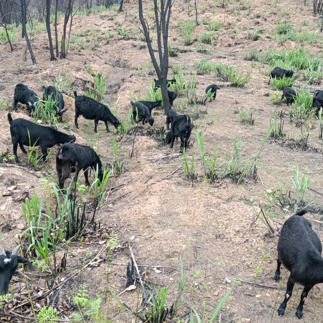 杨桥镇生态放羊翁