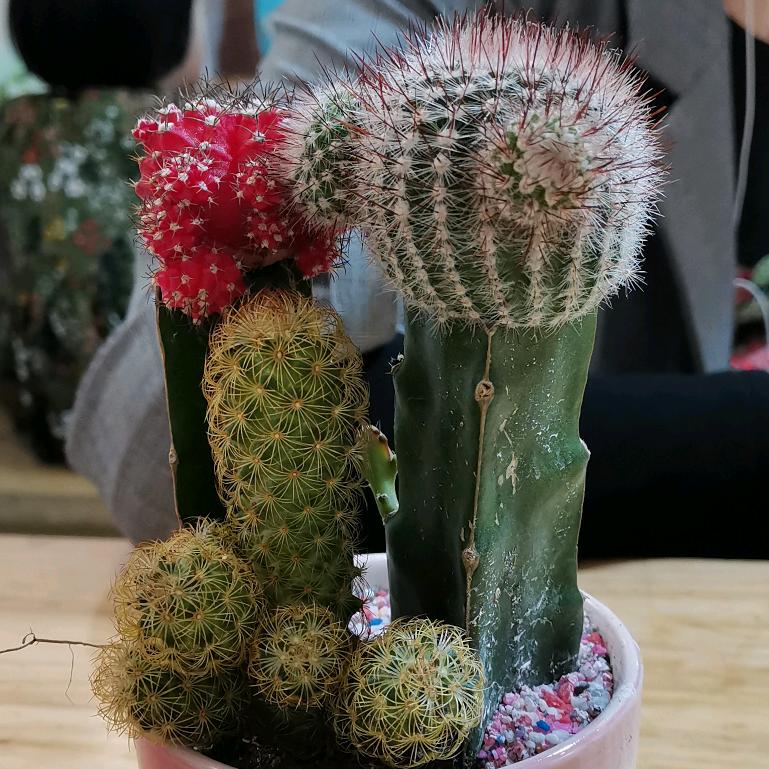 远方
