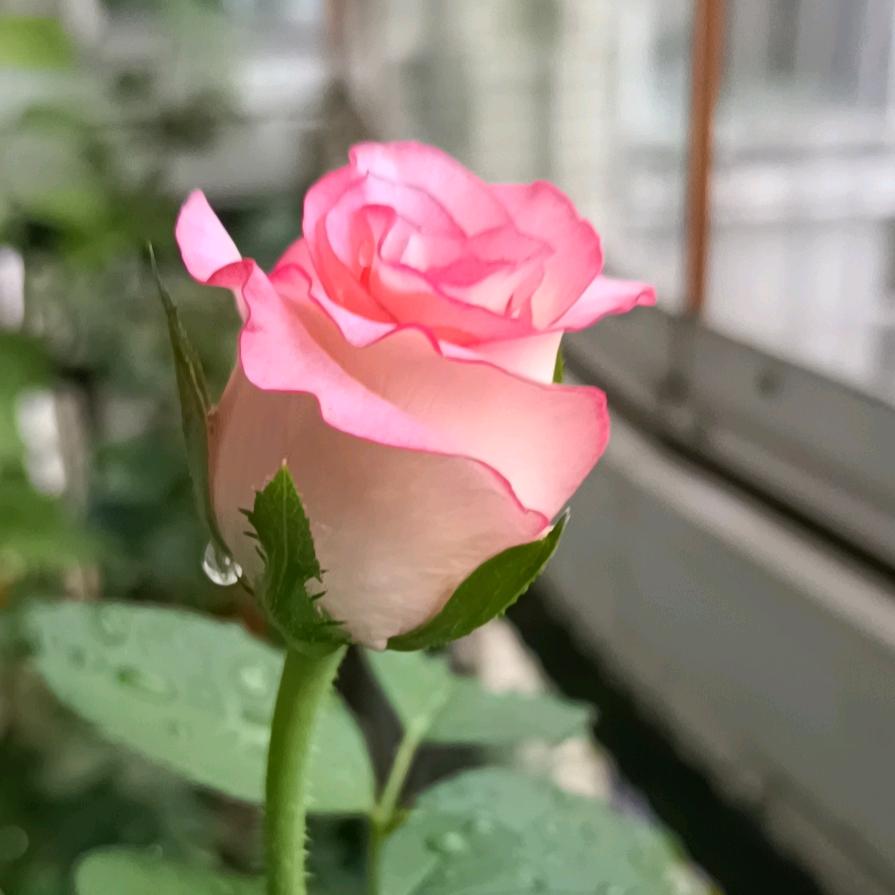 鲲鹏财经 袁剑龄