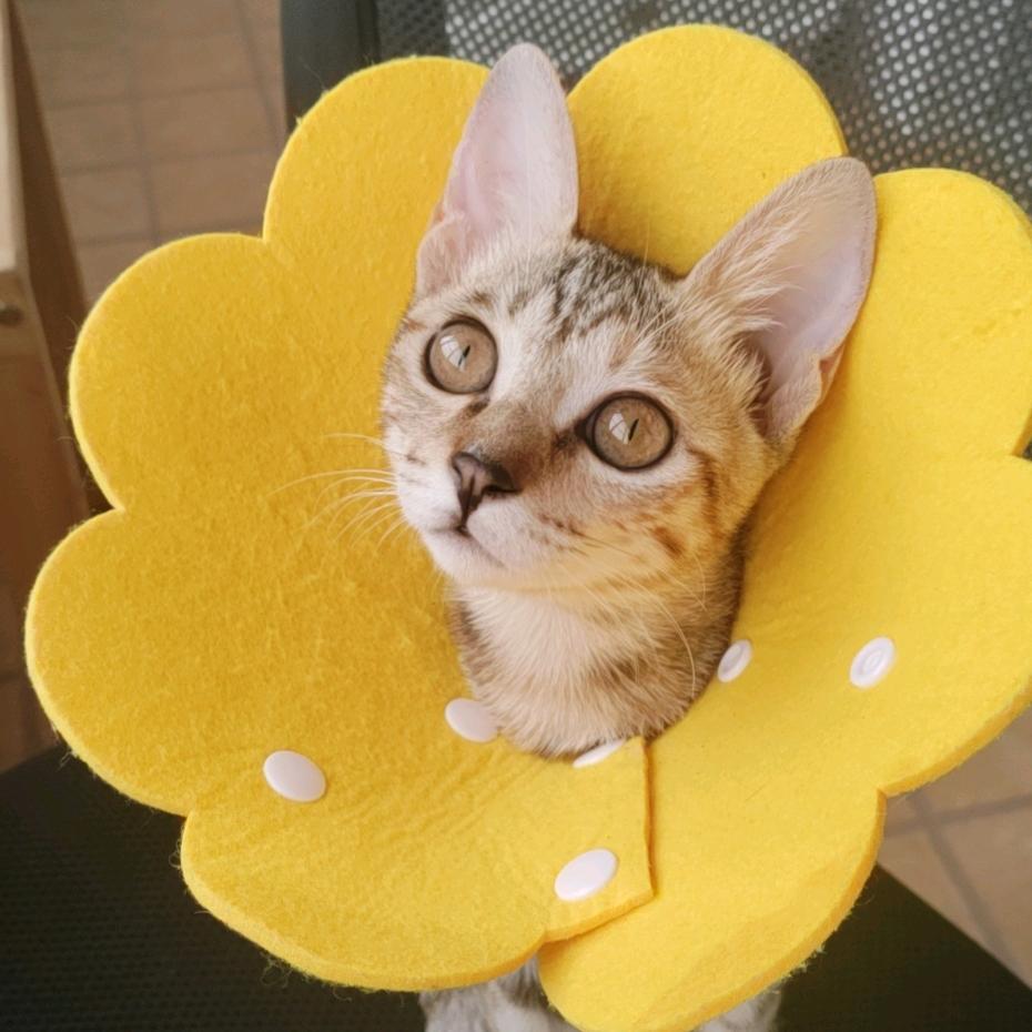 狐尼克🐱