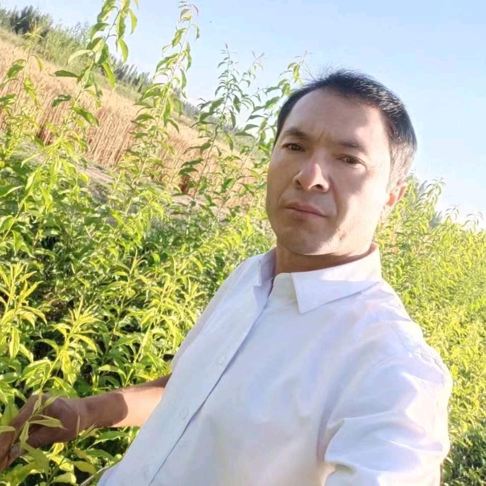 鸽王