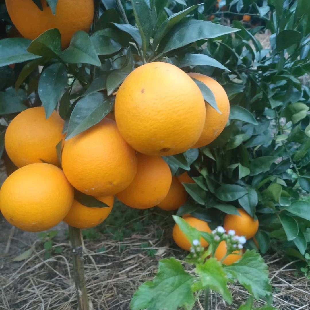 曾曾曾漂亮（赣南脐橙）