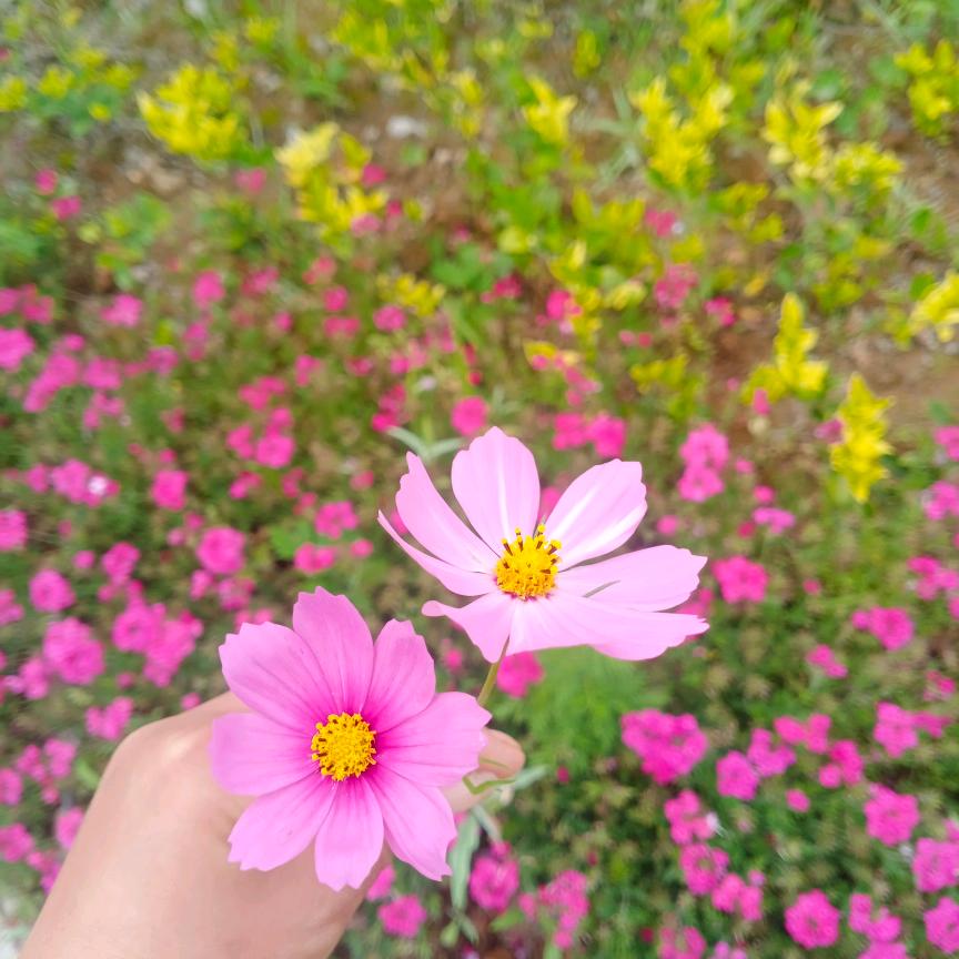 ♥(｡￫v￩｡)♥