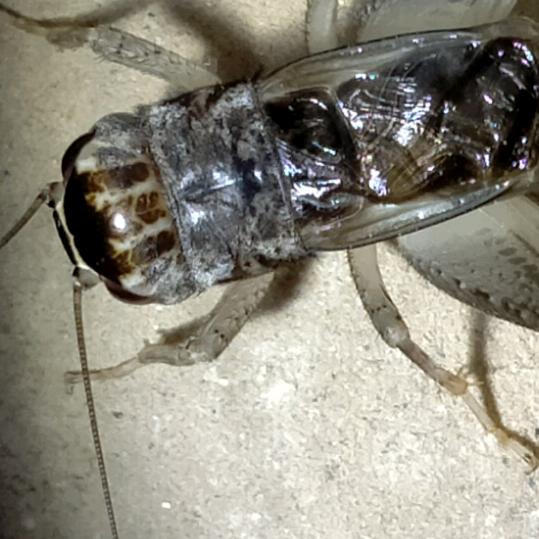 河北景县纯野生大地秋虫