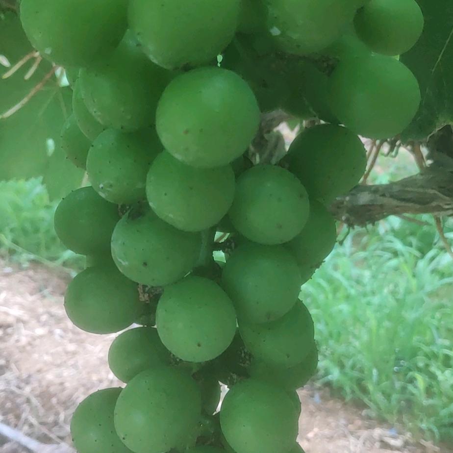 晓剑葡萄园官方号