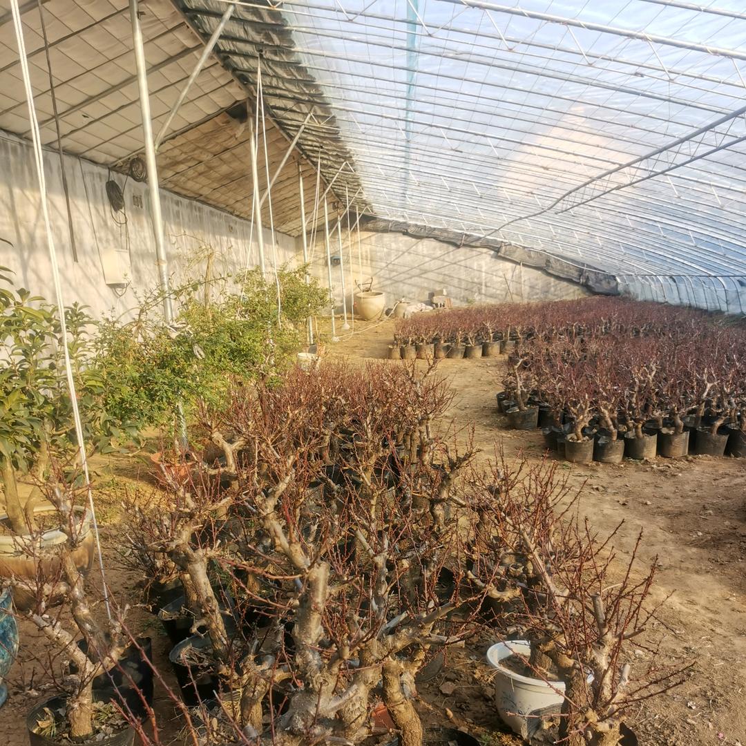 深山真柏（首播）