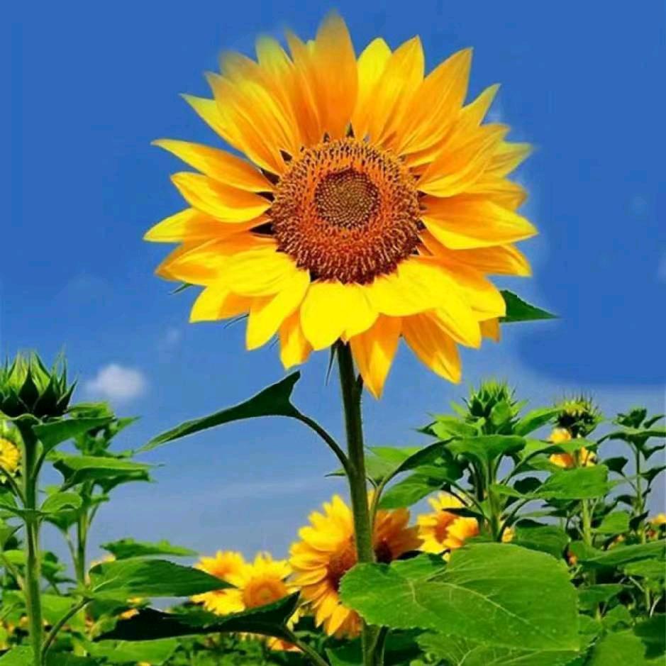 向日葵🌻