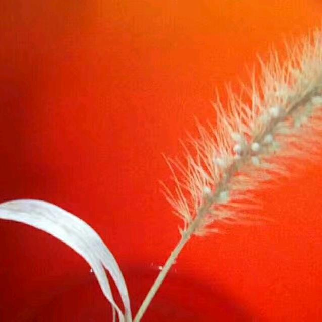 桃源书画工作室