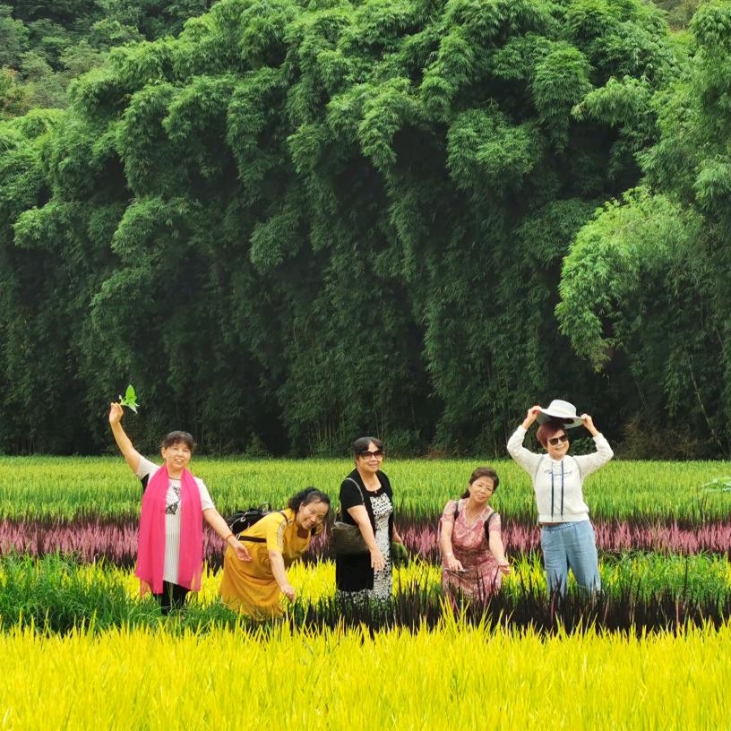 芳草地