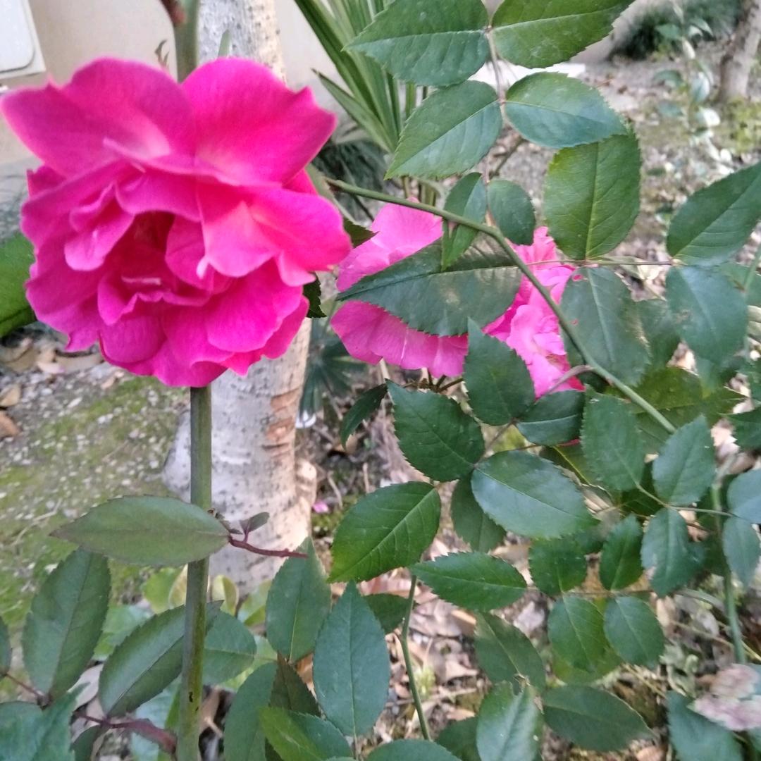 漂浮空中令❤来回渡人生