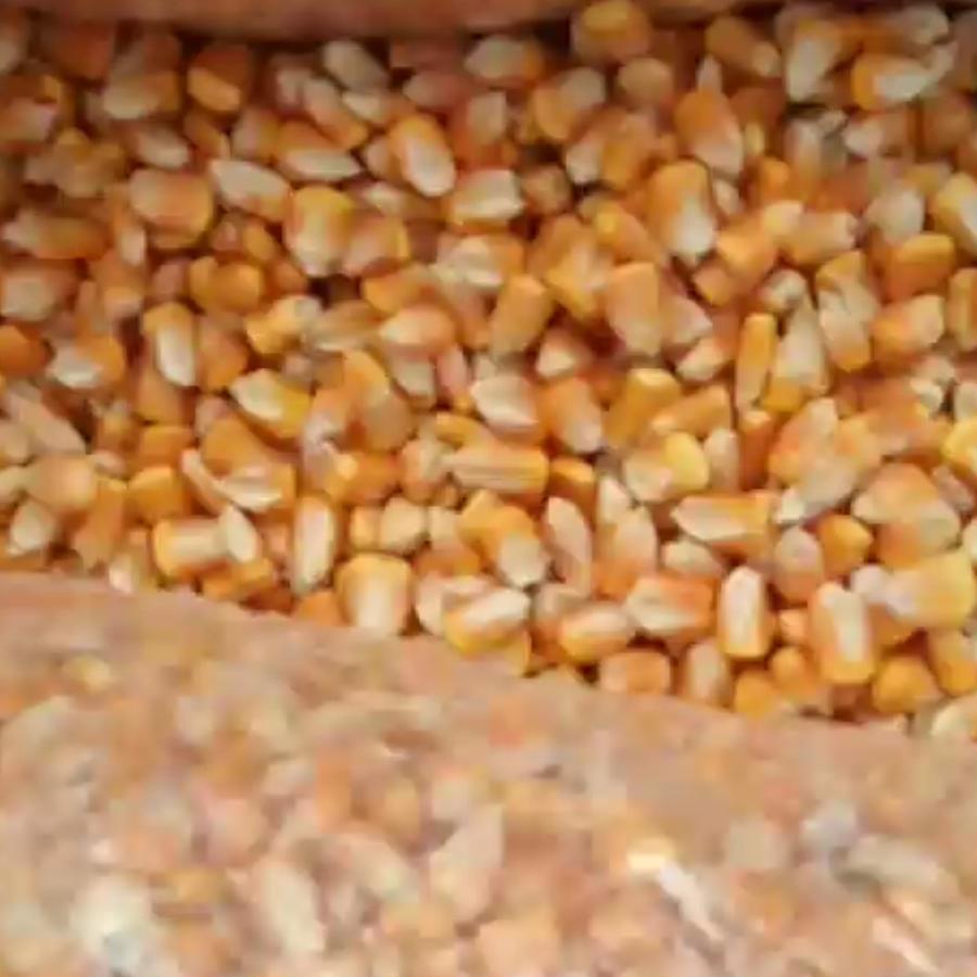 批发饲料玉米各种原料。