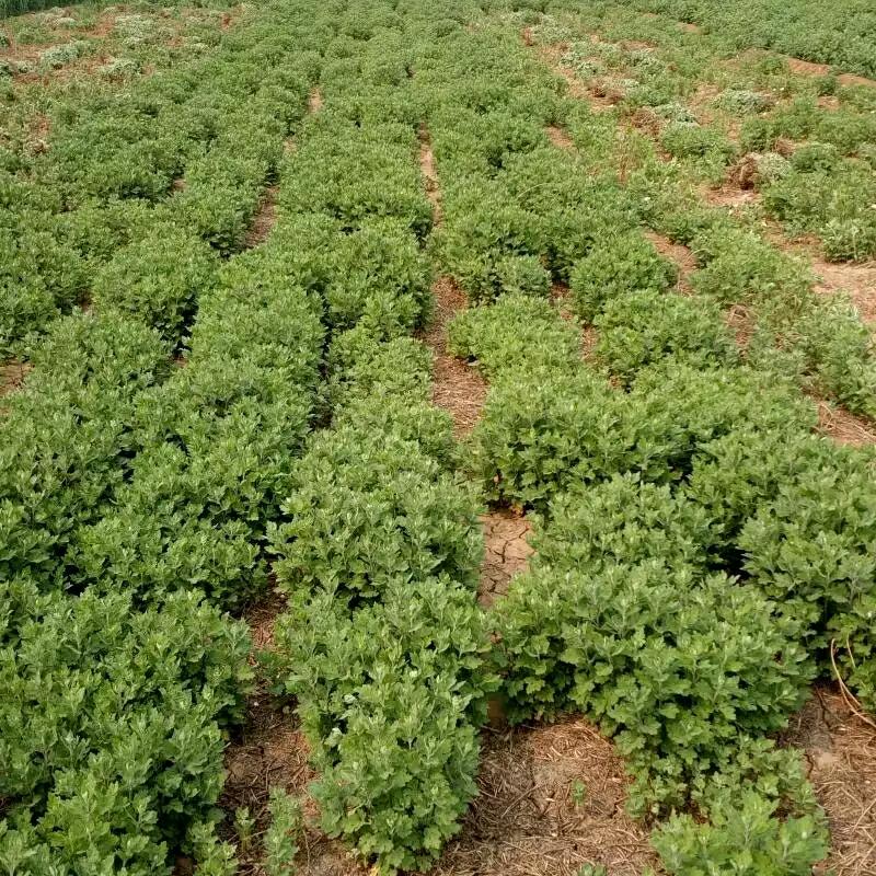 邯郸肥乡标准化高产菊花溯源联盟