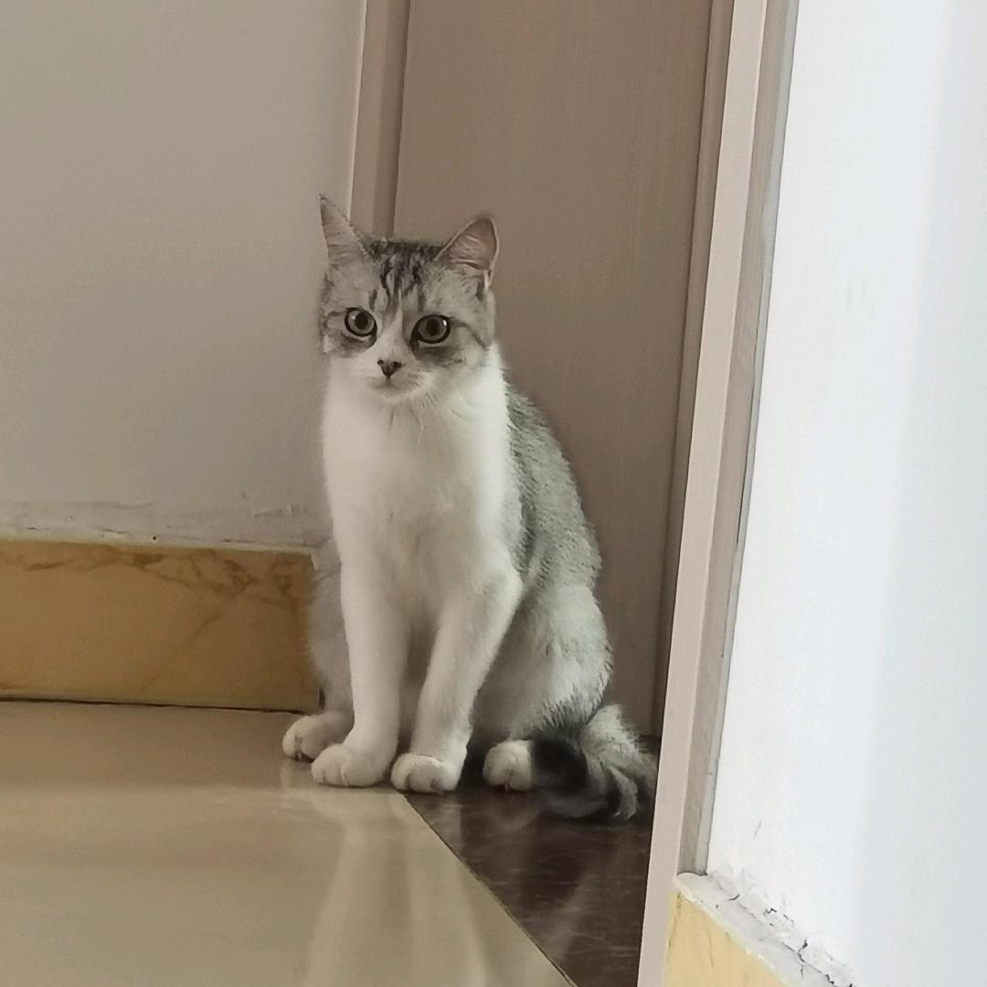 糖糖是只喵