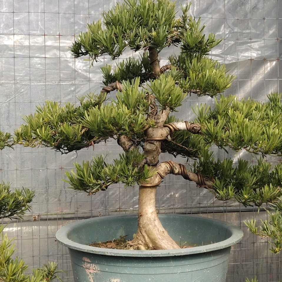 百搭