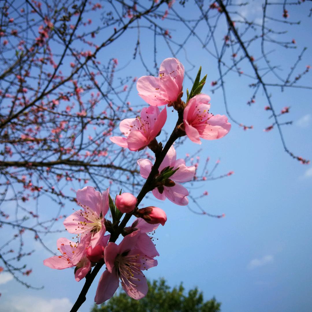 桃李短剧