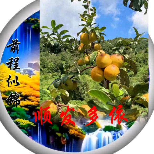 云南黎明多依哥