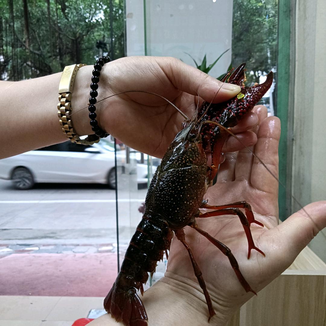 名姿剪发_沐然小龙虾养殖基地