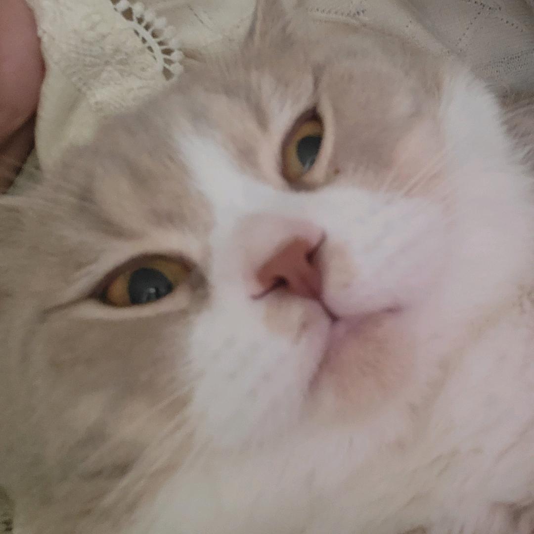 猫猫小桃🐰🦁