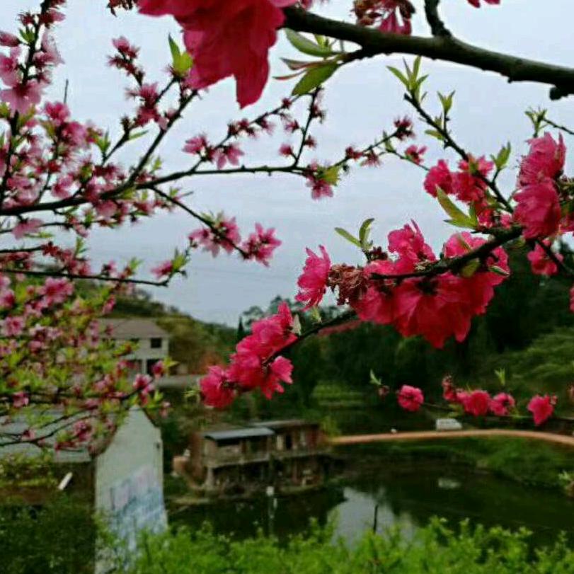 梅花