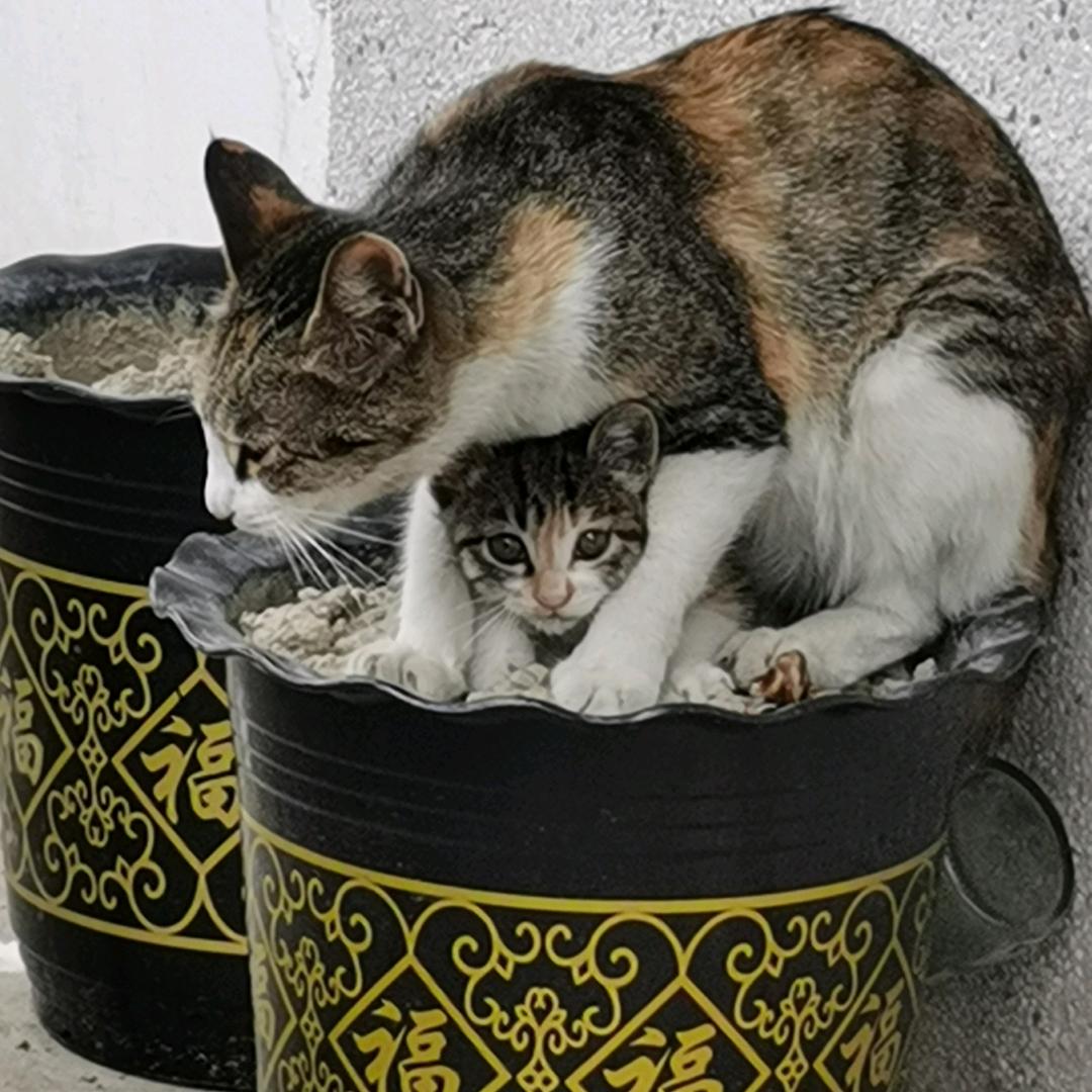 鱼猫