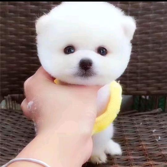 一片净土之河冠！