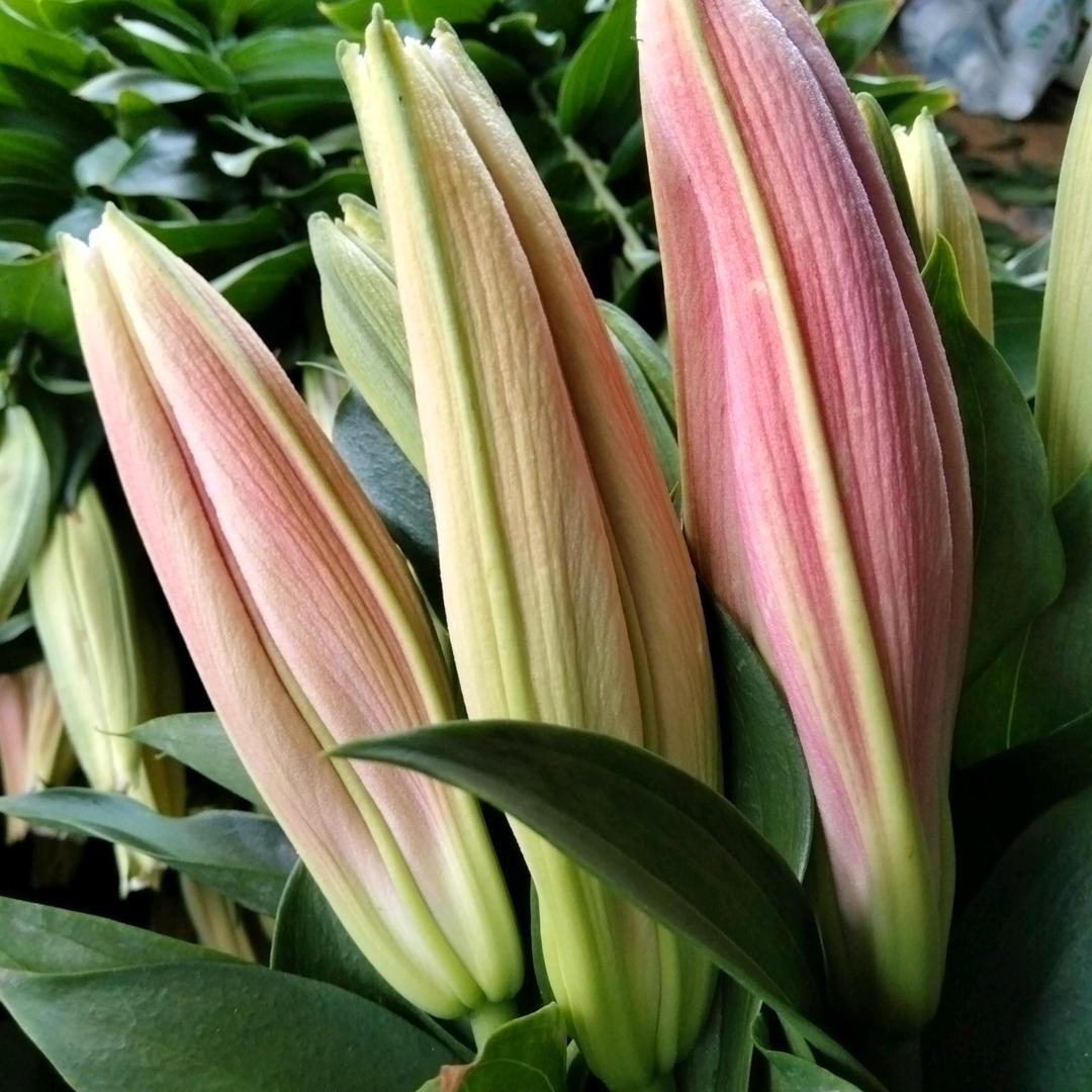 🌸馨运百合🌸