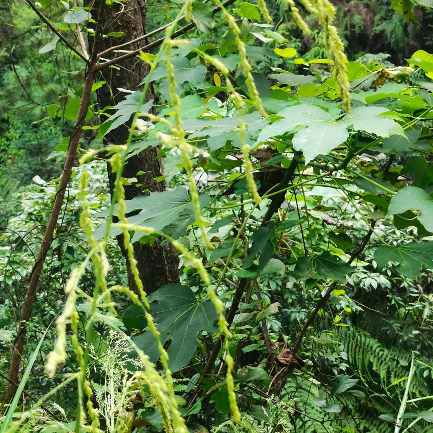 蒸碗老豆腐
