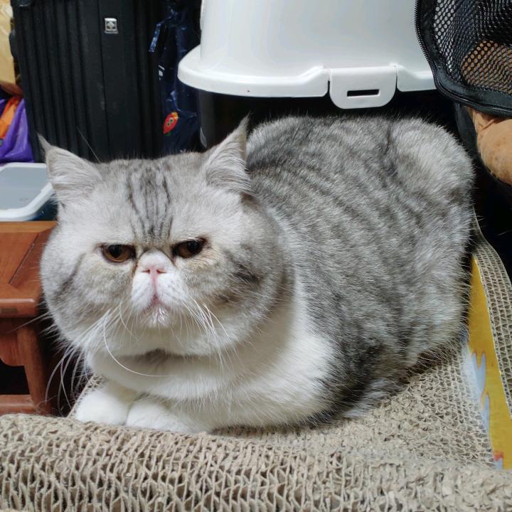 行不改名坐不改姓的S肥仔