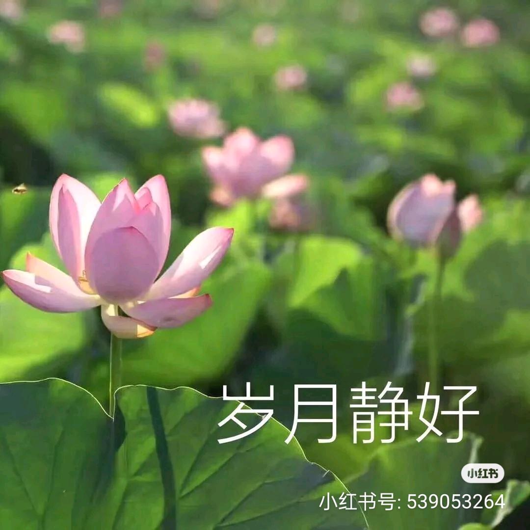 天子星天蓝蓝