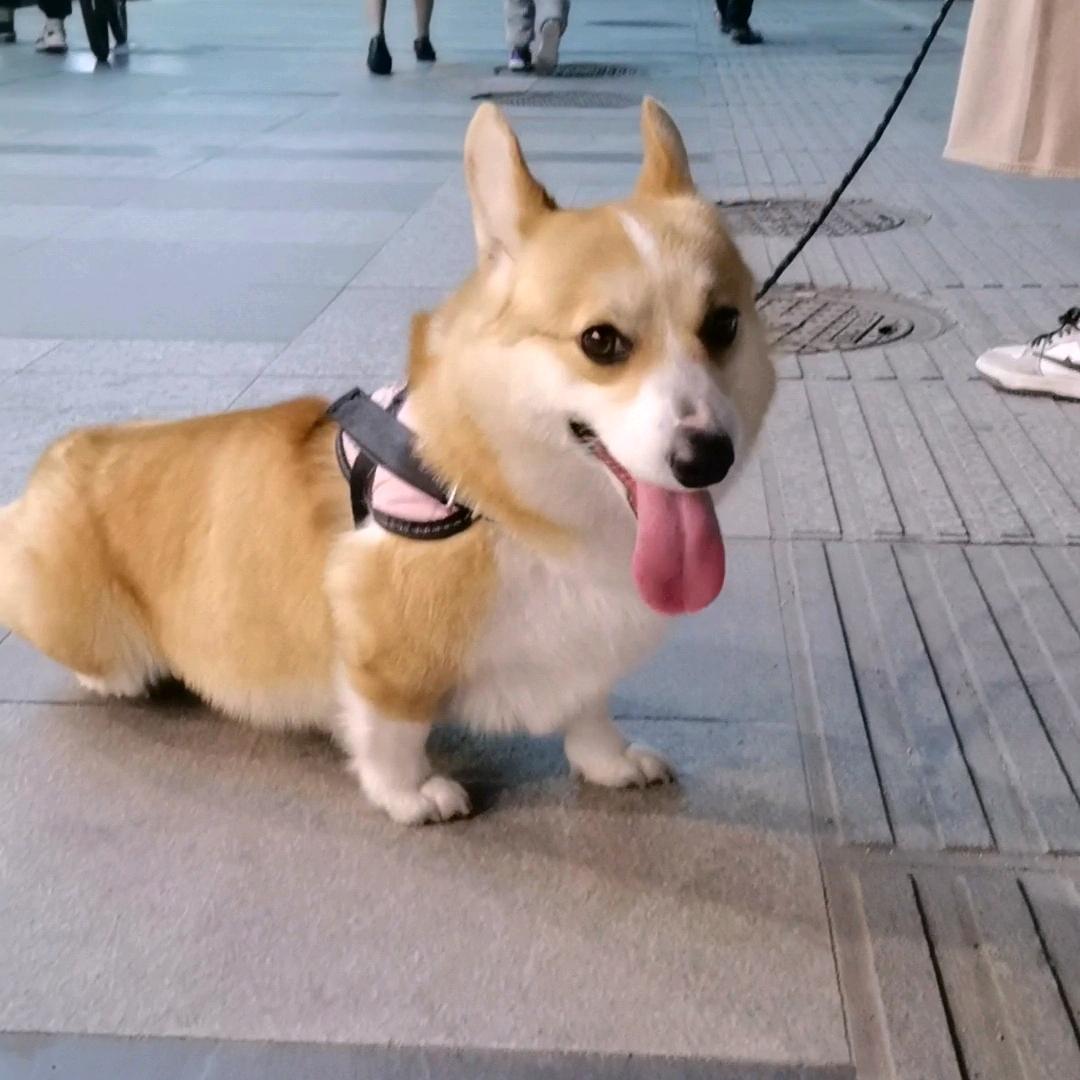 老六和嘟嘟