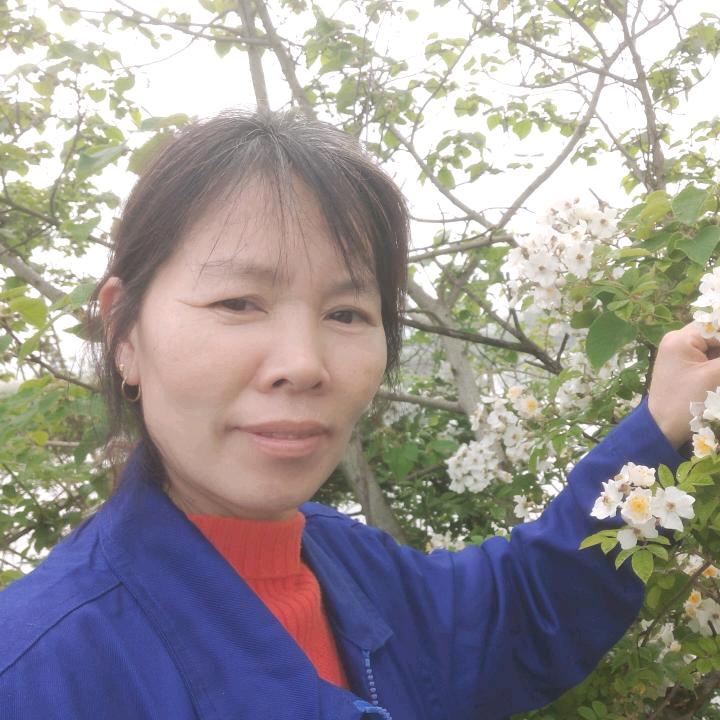 千山雪莲