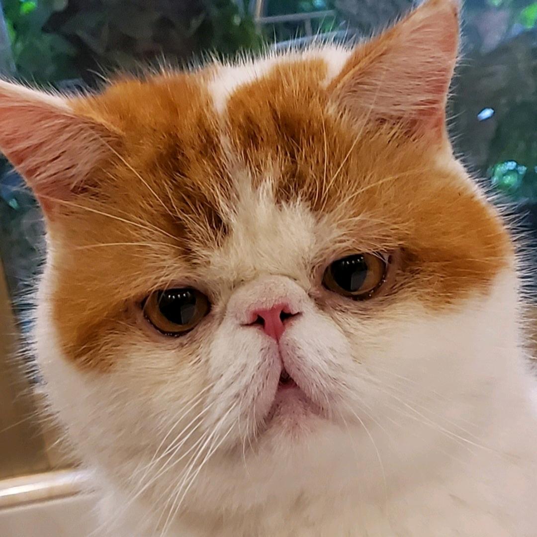 不爱吃鱼的猫