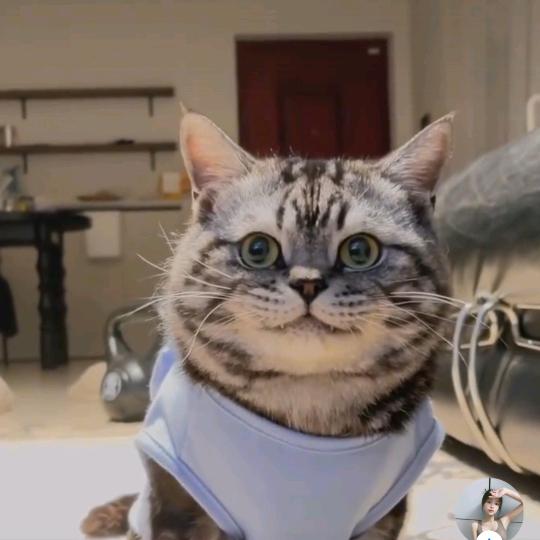 明明如月，何时可掇