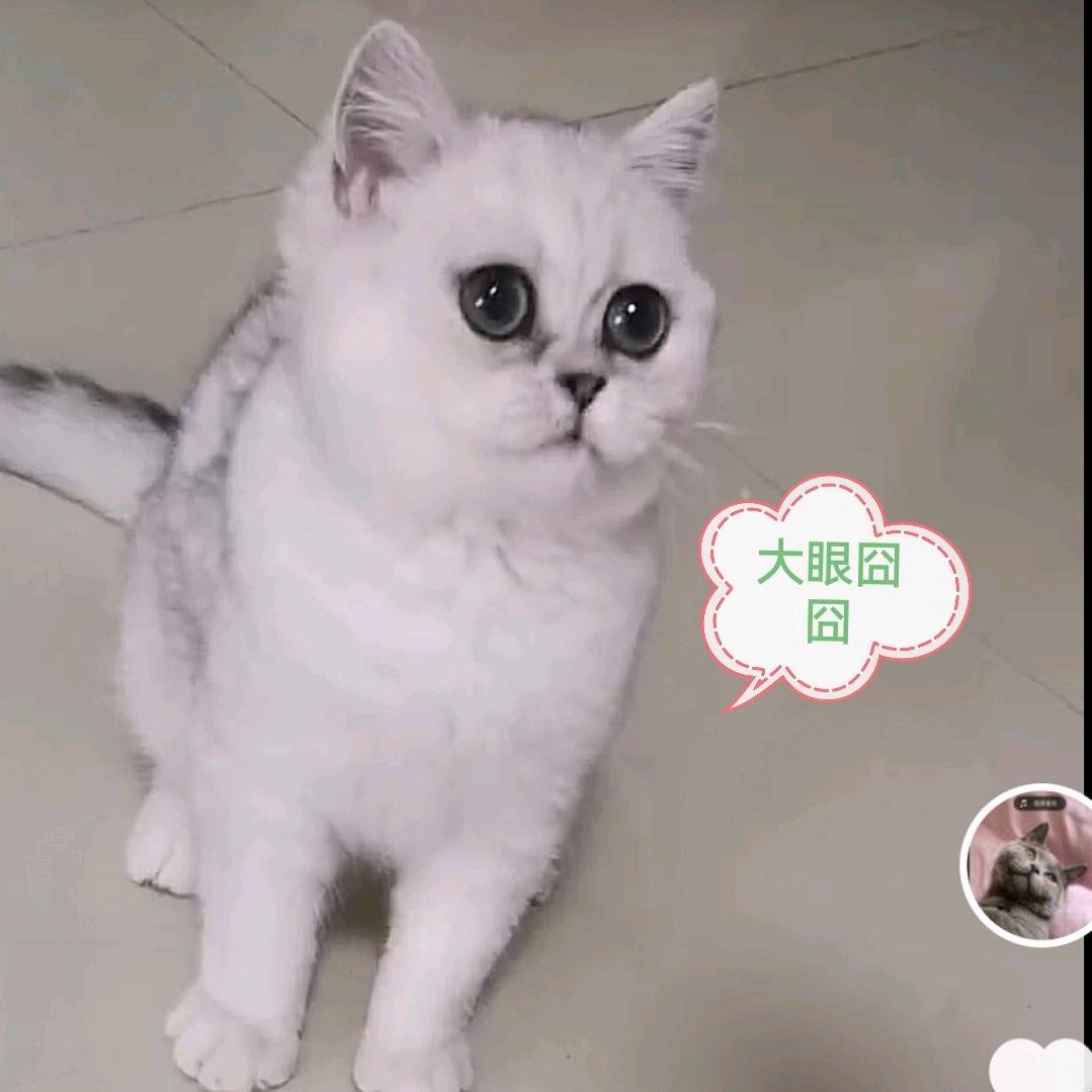 囧姑娘